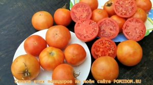 Свои помидоры на НОВОГОДНЕМ СТОЛЕ! Помидоры Long Keeper - Долгохранящиеся!