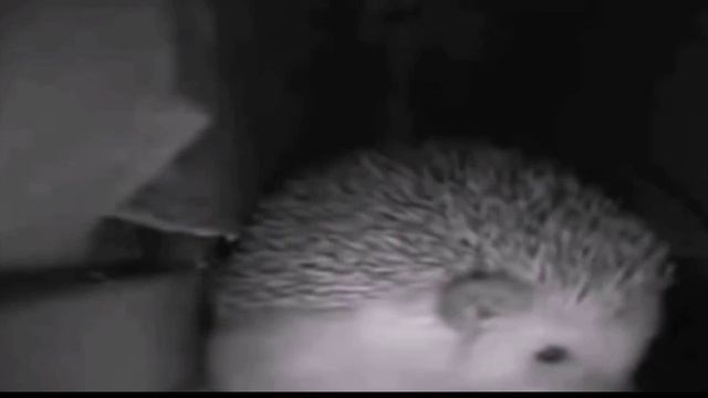 ёжик #крутой 😎 ёжик #крутой 😎