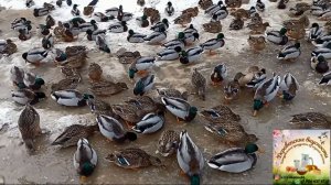 В Магнит за продуктами. Много, много уток!!! В козовнике.