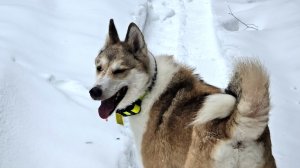 Чезе шесть лет