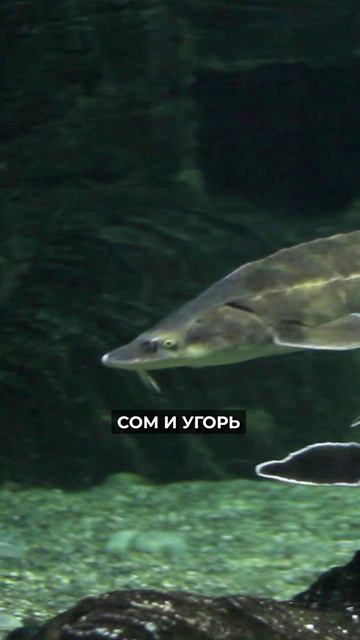 🐟🤔 Какая рыба считалась запретной на Руси смотреть онлайн