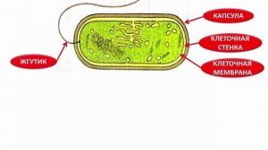 ИНФОУРОК 9. Бактерии - строение и жизнедеятельность