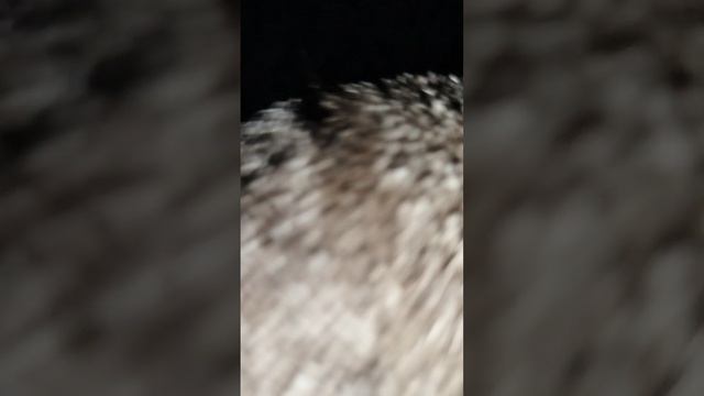 басик смотреть онлайн