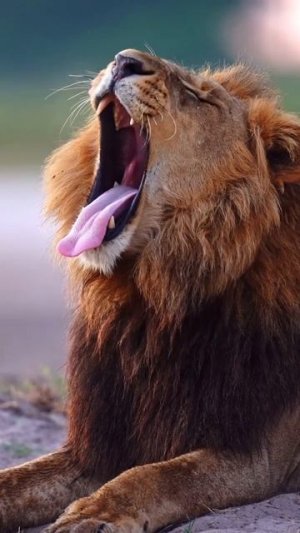 Быть королём непросто и даже утомительно