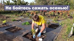 Не бойтесь сажать малышей осенью! // Осенняя посадка молодых саженцев метельчатой гортензии