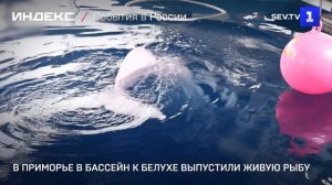 В Приморье в бассейн к белухе выпустили живую рыбу