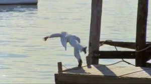 Официальный трейлер "Мистер Норт (1988)"