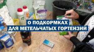 Поговорим о ПОДКОРМКАХ для метельчатых гортензий В ОТКРЫТОМ ГРУНТЕ