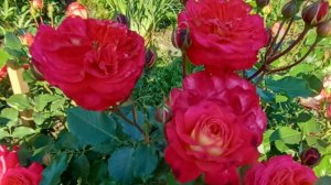 роза Мид Саммер