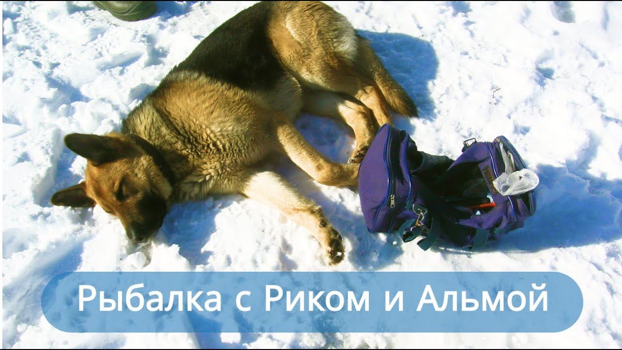 ✔Зимняя❄рыбалка весной. Корефаны и собаки✔