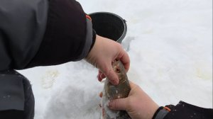 Ловим Крупную Плотву На Секретные Снасти