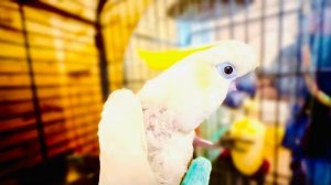 Кира берет еду ТОЛЬКО из рук Влада, а у меня ОТКАЗЫВАЕТСЯ, зато Жорик как всегда мне ПРЕДАН))(