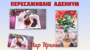 Пересадка Адениума | БОЛТАЛКА | Почему мне не нравятся терракотовые горшки ●