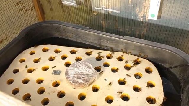 Теплая Поилка Для Пчёл!!! смотреть онлайн