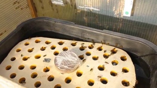 Теплая Поилка Для Пчёл!!!