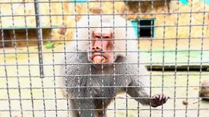 КИДАЮТСЯ на нас - Жулька и Лорик выслуживаются😏🐵НЕ достался первый кусок ЖЛОБэо! Кто же заслужил?