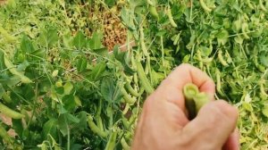 Обзор УНИКАЛЬНЫХ сортов сахарного гороха на POMIDOM.RU