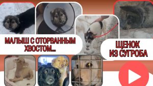 О тех, кому не дали умереть!