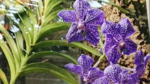 Синие орхидеи и ...