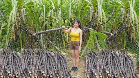 Соберите самые крупные и сладкие стебли сахарного тростника, чтобы продать их на местном рынке. Nhất смотреть онлайн