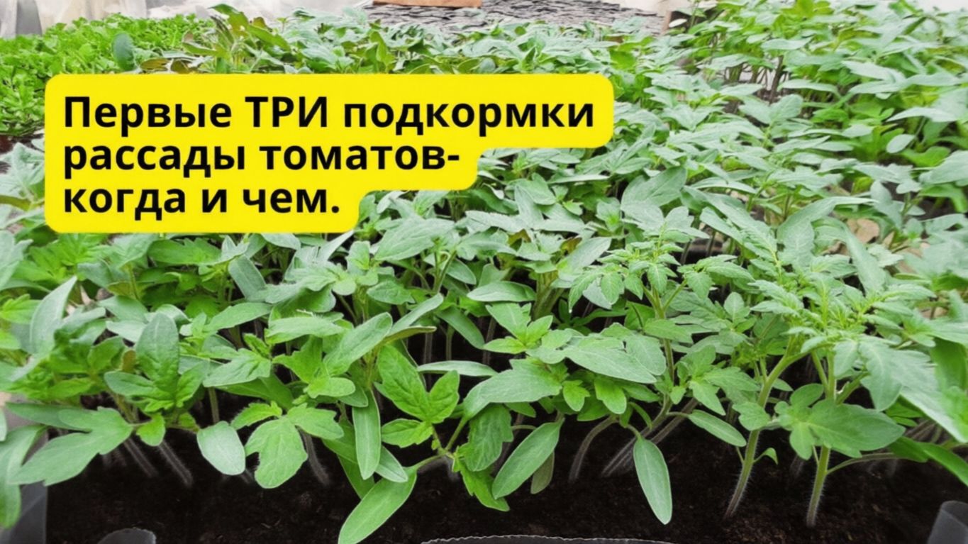 Когда и чем подкормить рассаду томатов от вытягивания- не пропустите смотреть онлайн