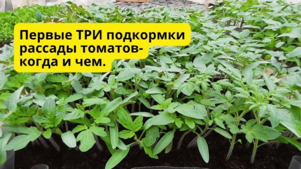 Когда и чем подкормить рассаду томатов от вытягивания- не пропустите