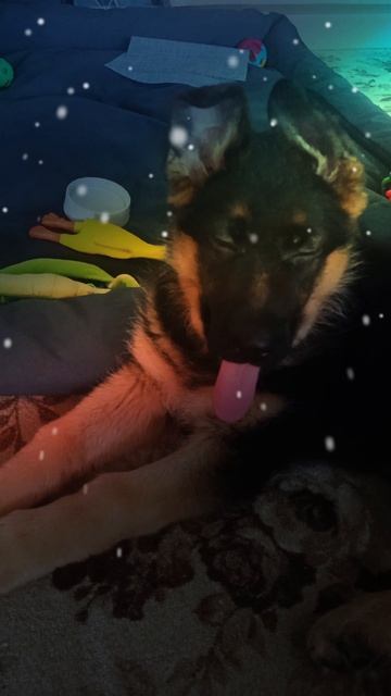 #немецкаяовчарка#лайк#подписка