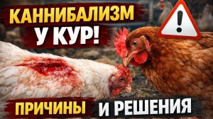 Каннибализм у кур: почему начинается расклёв и как его остановить раз и навсегда