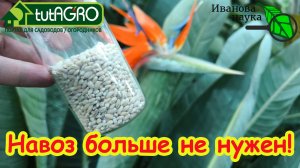 Навоз больше не нужен! Полстакана этого заменят целую тонну. 1 капля в лунку — и урожай завалит!