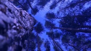 лесное чудовище ЧАСТЬ 7