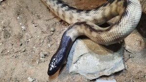 Австралийская змея