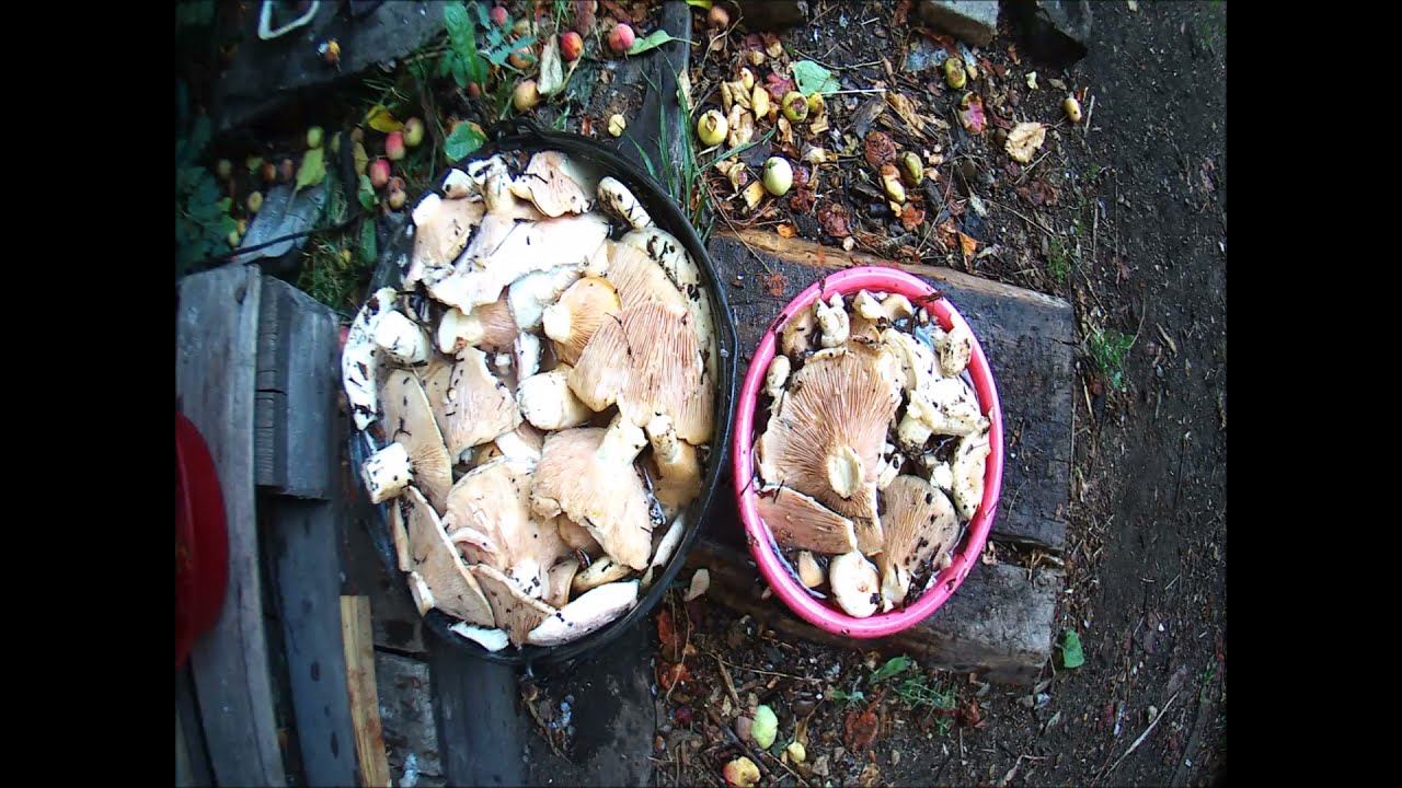 Подгруздок белый (сухой груздь) - ценный гриб