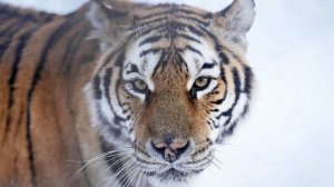 Тигр растерзал охотника в Приморье