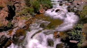 Путешествие по Горному Алтаю