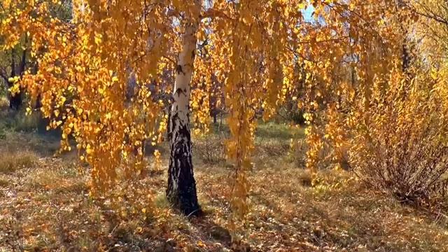 Песня русская_ музыка Олега Сапегина,слова Юлии Вихаревой,Олега Сапегина,исполняет Яна Рабинович