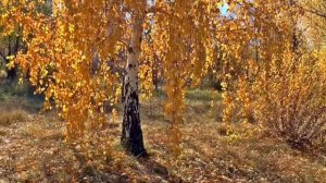 Песня русская_ музыка Олега Сапегина,слова Юлии Вихаревой,Олега Сапегина,исполняет Яна Рабинович