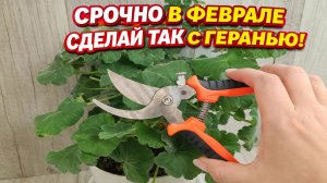 СРОЧНО в ФЕВРАЛЕ СДЕЛАЙ с ГЕРАНЬЮ ТАК!
