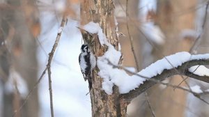 Трёхпалый дятел