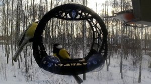 Опять немного птичек