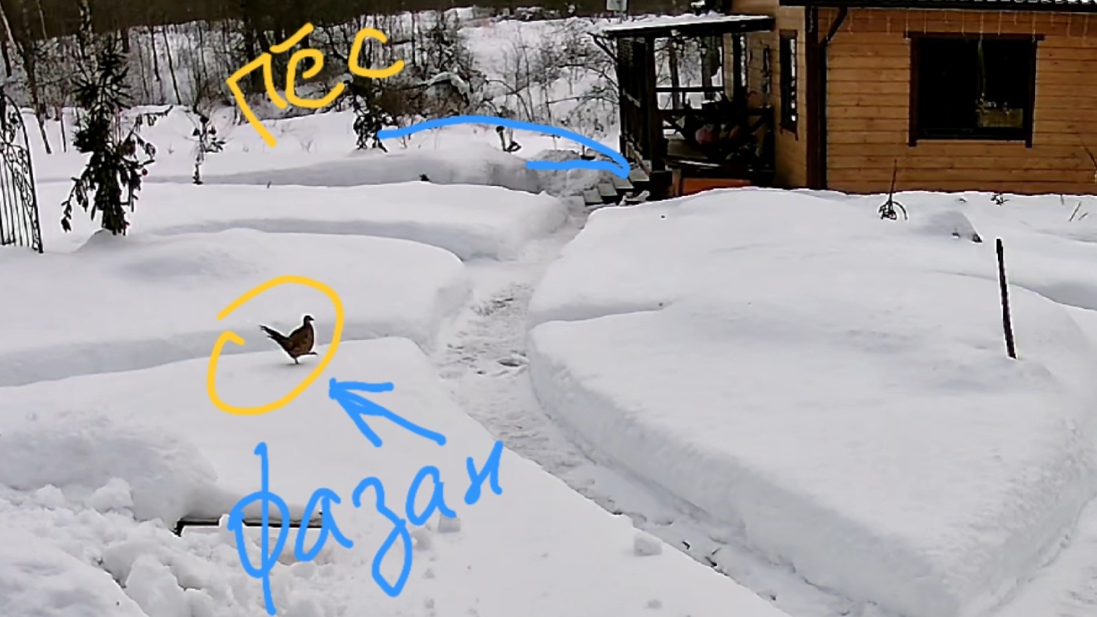 Курочка фазана пришла в гости и умчалась прочь. Осторожно, говорят, это очень весело! смотреть онлайн