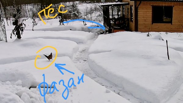 Курочка фазана пришла в гости и умчалась прочь. Осторожно, говорят, это очень весело!