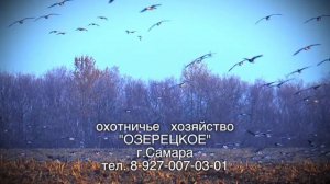 Охота на гуся