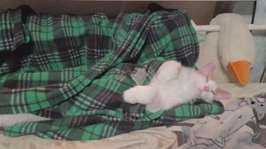 очередная попытка вернуться)) продуктовые закупки,  болтовня))