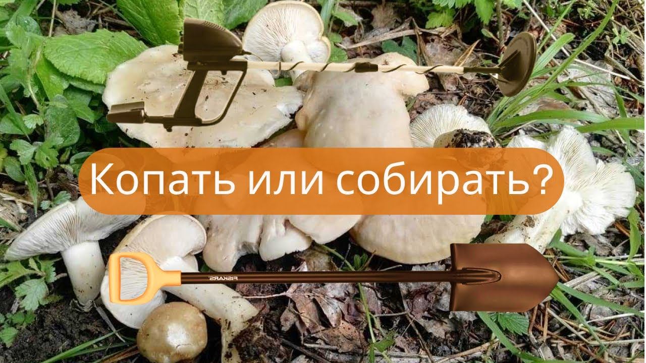 ✔Думал металлокоп ⛏, а оказалось…грибалка✔