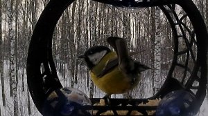 Синица ПОПЕзная