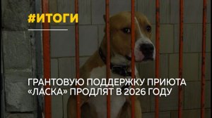 780 стерилизаций и 1,5 тысячи чипированных собак: в Барнауле подвели итоги работы приюта «Ласка»