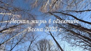 Лесная жизнь в объективе. Весна 2025.