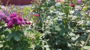 VID_20250709_111303.mp4 Воспоминания о лете.