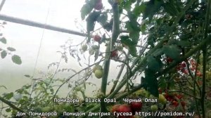 Помидоры — Black Opal — Чёрный Опал. Плодоносят до поздней осени