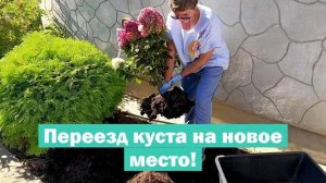 Как ПЕРЕСАДИТЬ метельчатую гортензию НА НОВОЕ МЕСТО // Пересадка гортензии ИЗ ОТКРЫТОГО ГРУНТА